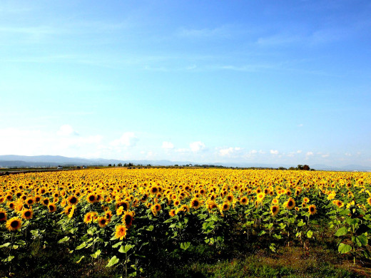 42984 (a): :1600x1200
